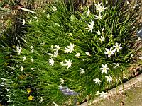 Zephyranthes Atamasco (fam Amaryllidacees) (Am. du nord) (1) (Photo F. Mrugala)